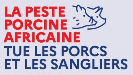 Evolution de la Peste Porcine Africaine : retour inquiétant près des frontières françaises
